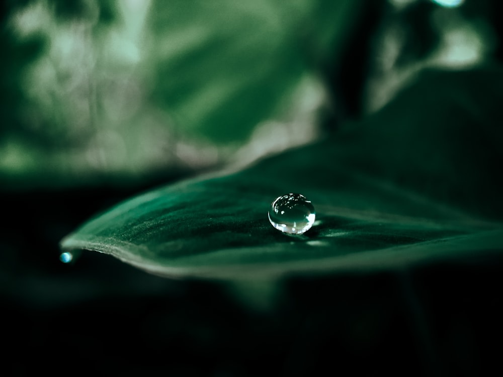 water drop on green leaf