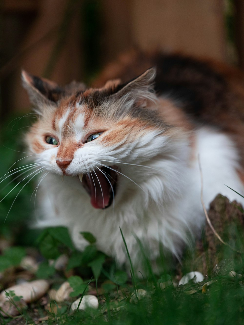 white brown and black cat on green grass