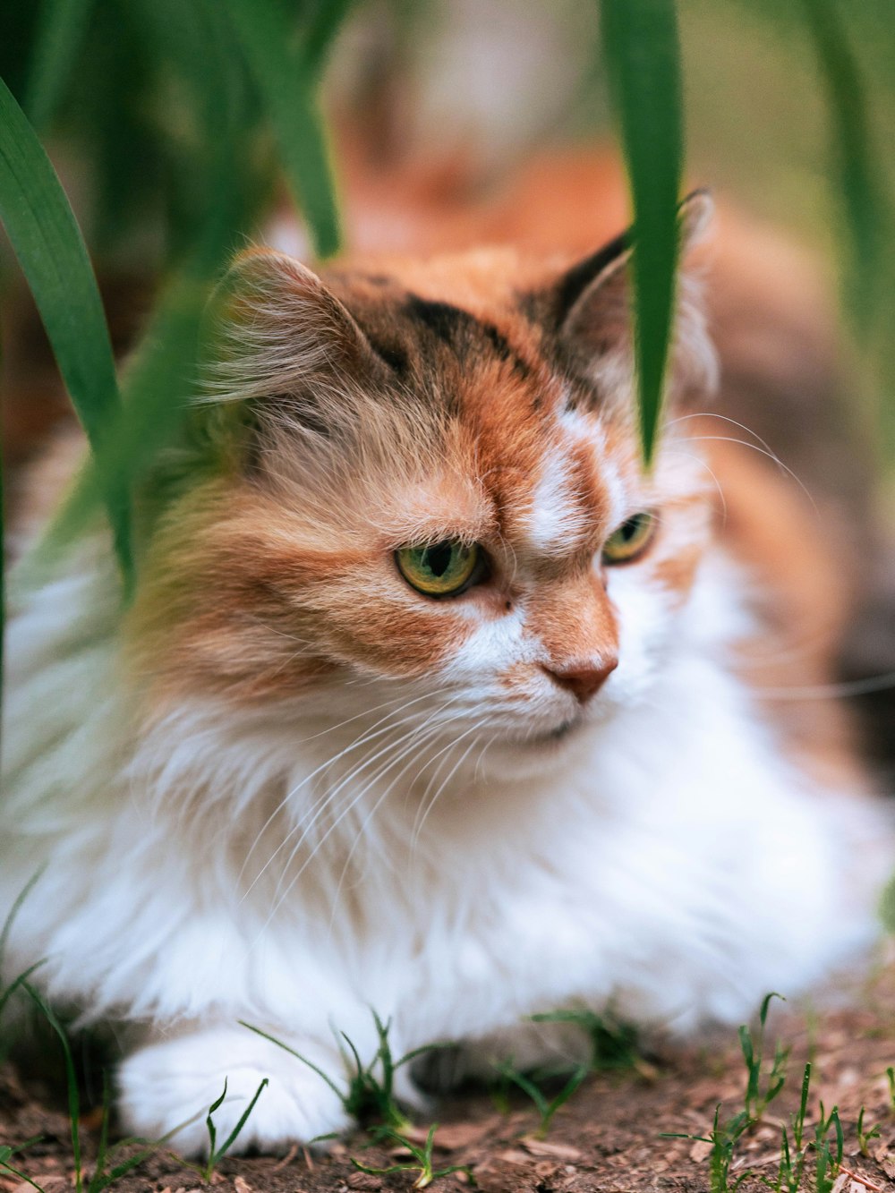 white brown and black cat