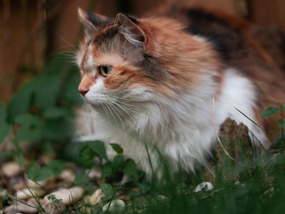 orange and white cat on green grass