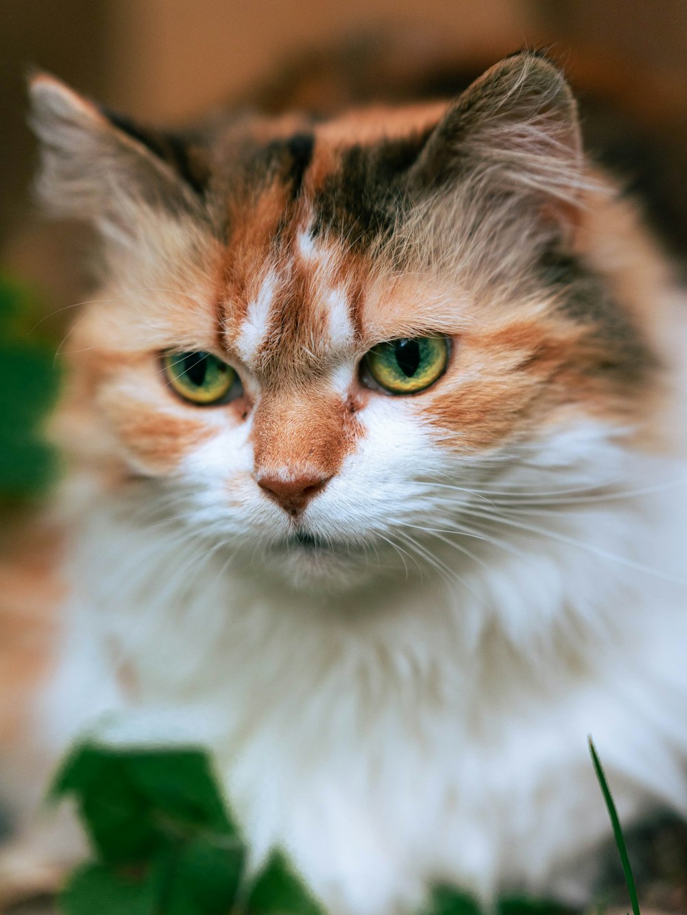 orange and white cat on green textile