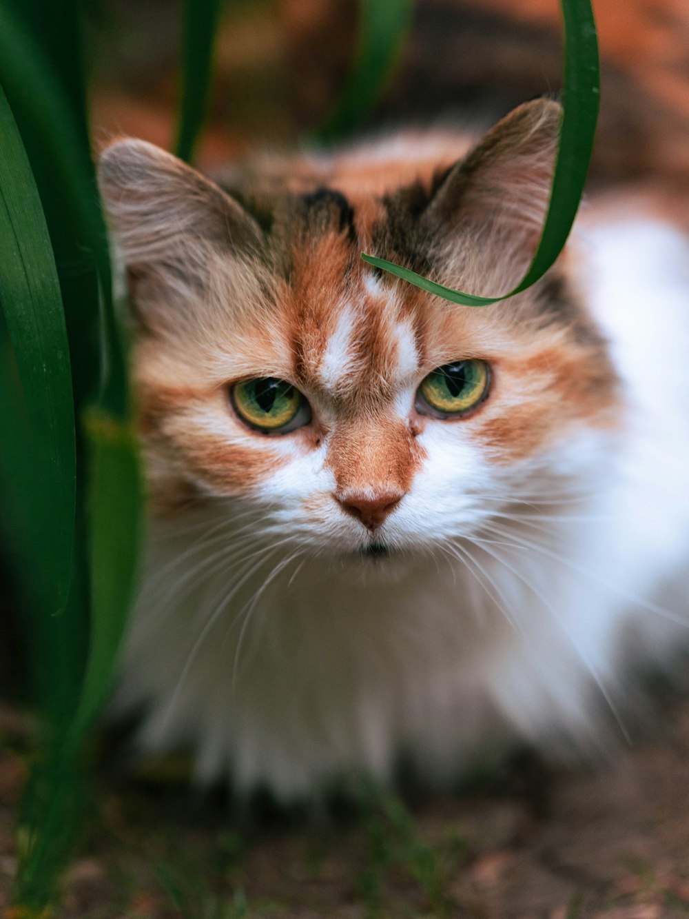 brown and white cat on green leaf