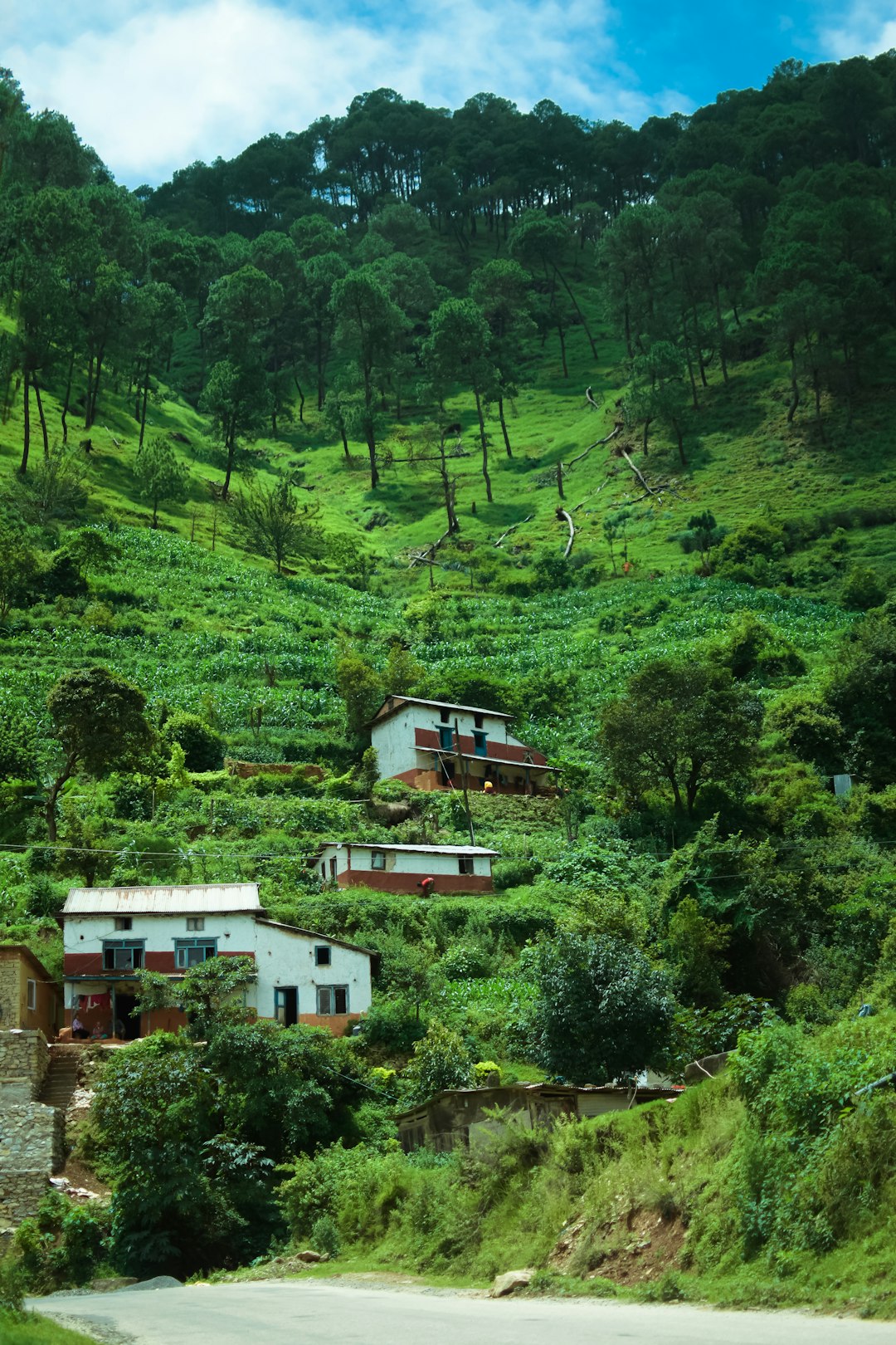 white and brown concrete house on green forest during daytime