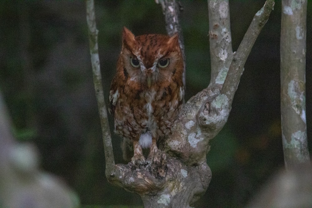 brown owl on brown tree branch