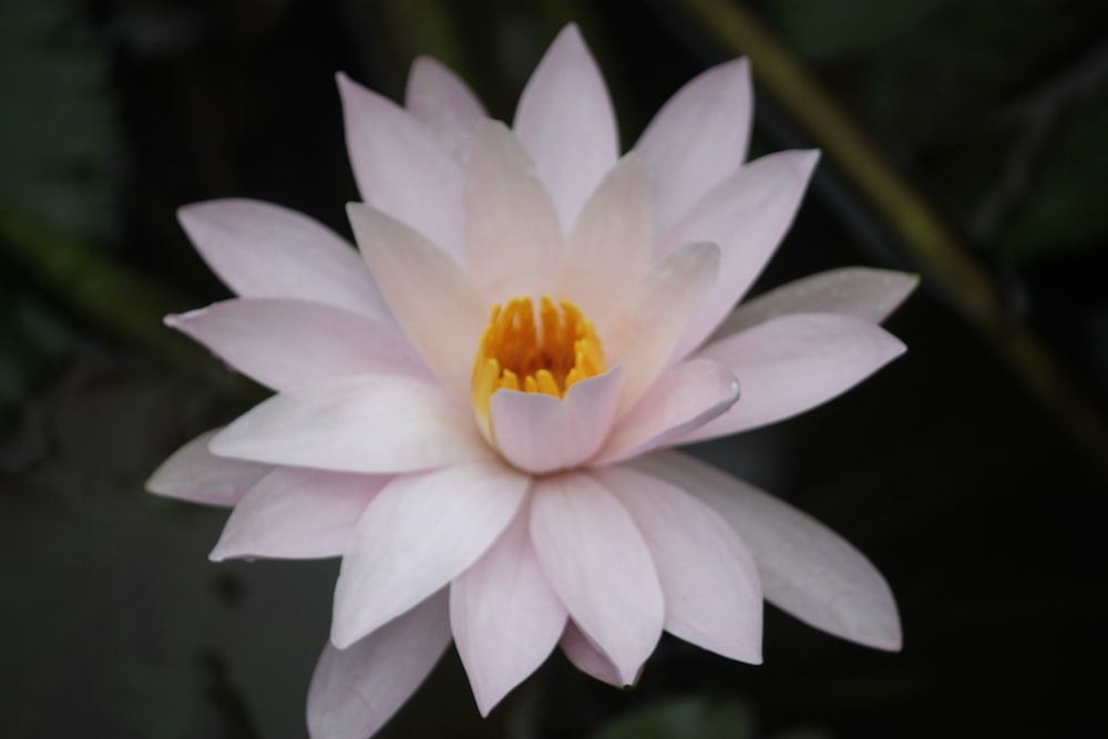 Flor blanca y amarilla en fotografía de primer plano