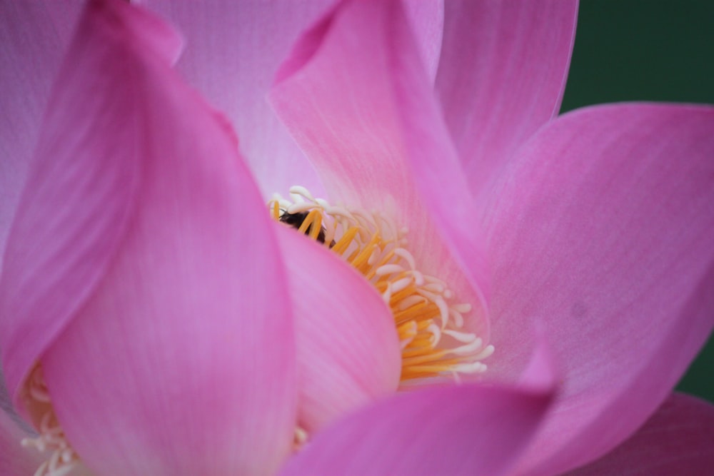 Flor rosa en la fotografía macro