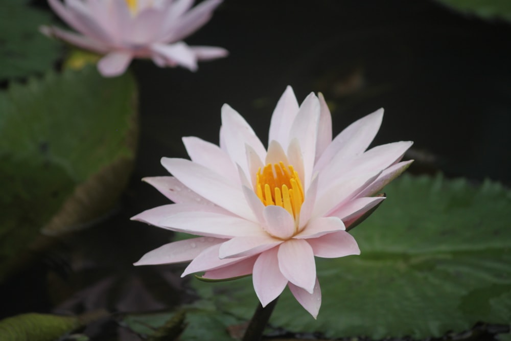 Fleur blanche et jaune dans une lentille à bascule