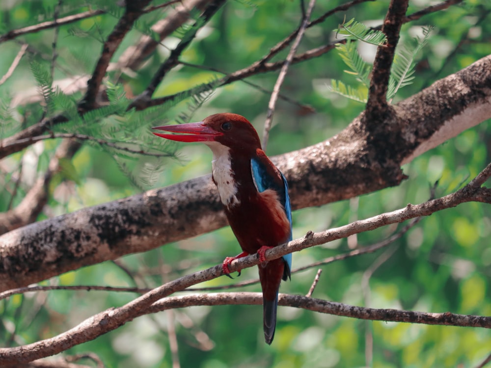 red blue and white bird on tree branch