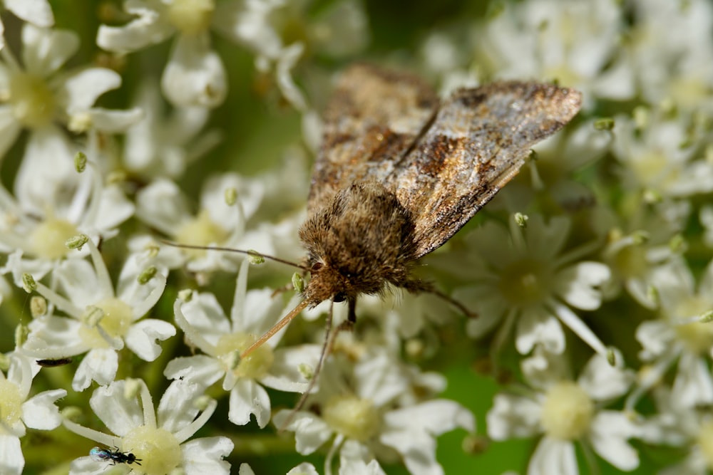 brown moth perched on white flower in close up photography during daytime