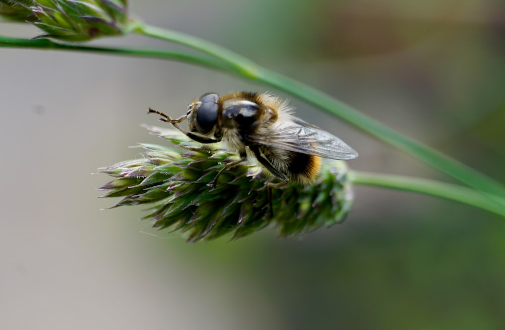 black and yellow bee on green plant