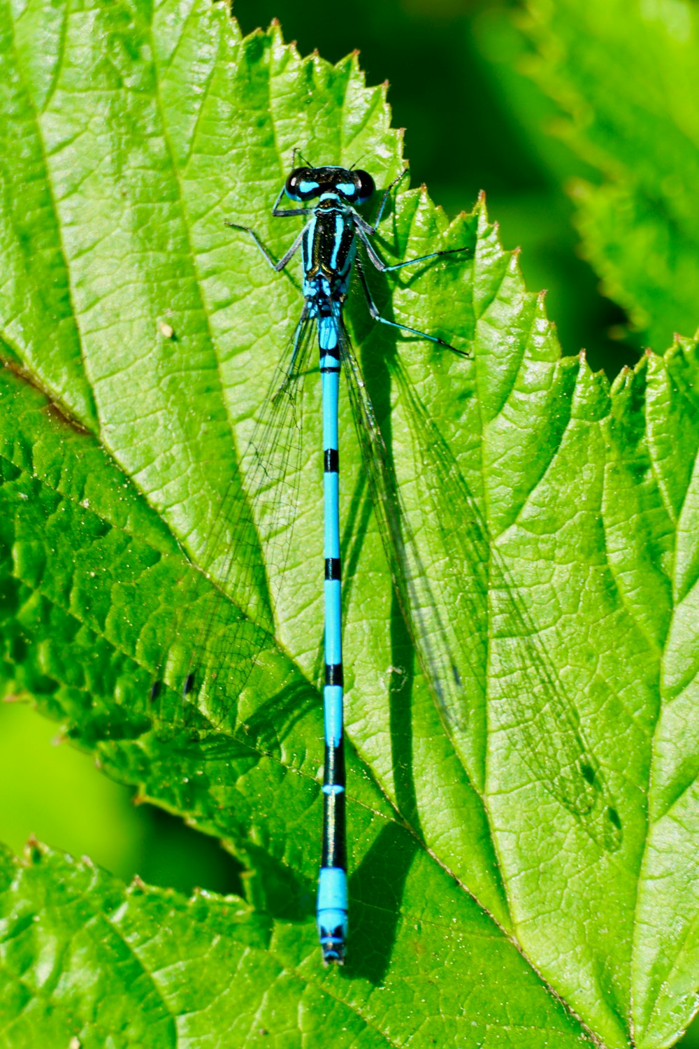 blue and black dragonfly on green leaf