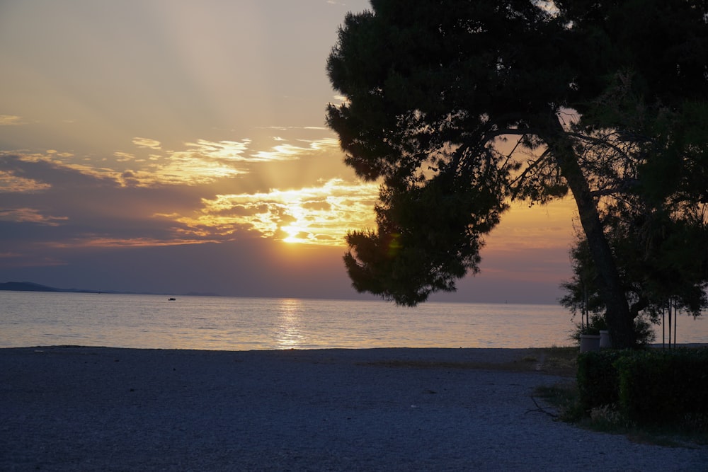 green tree near sea during sunset