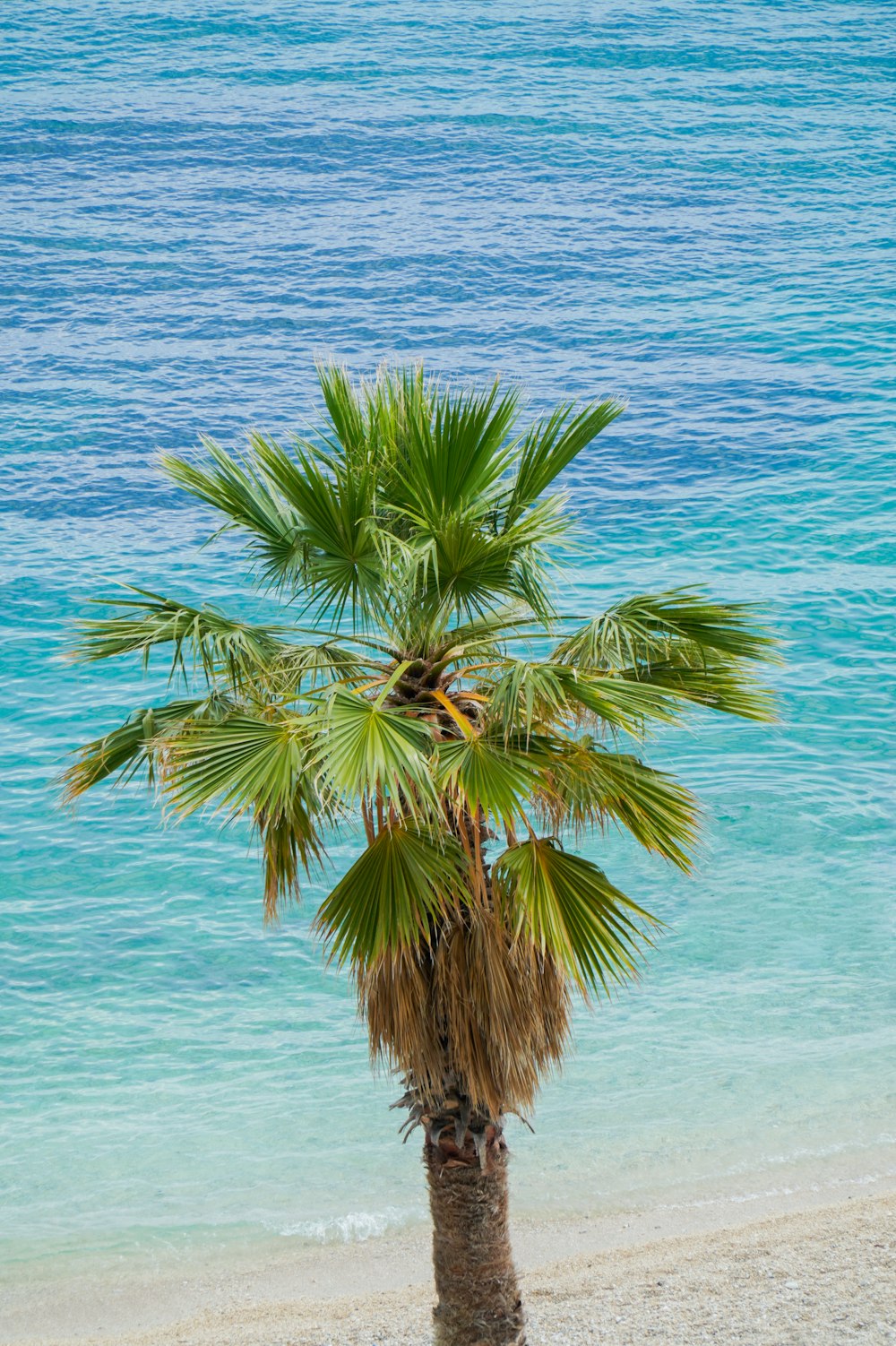 Grüne Palme am Strand tagsüber