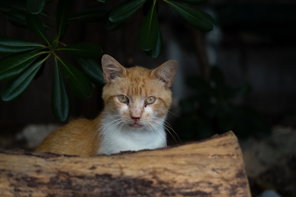 Chat tigré orange et blanc sur tronc d’arbre brun