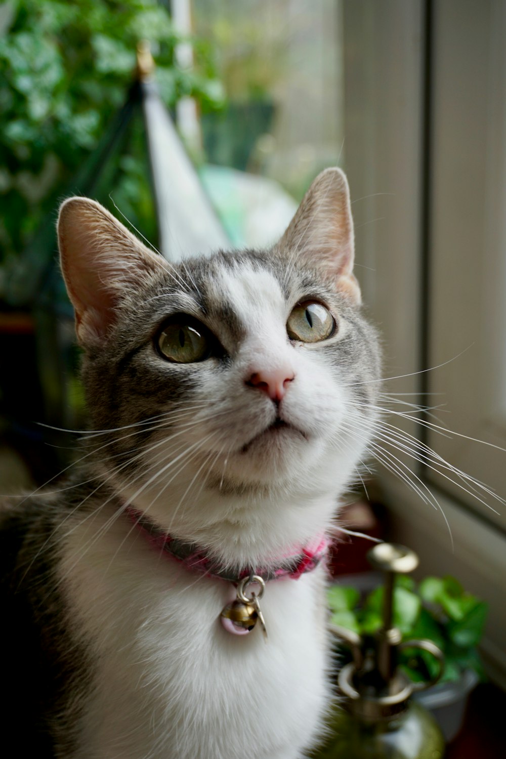 white and grey tabby cat with pink collar