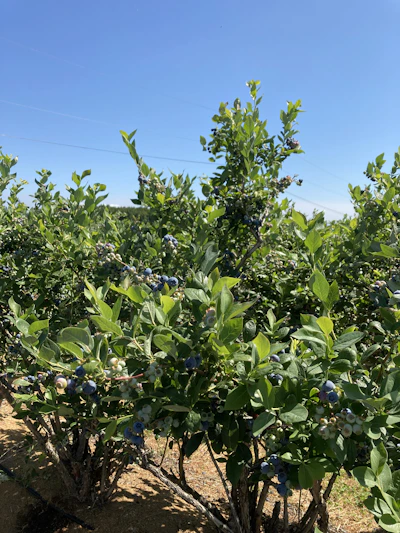 Families enjoying blueberry picking on a sunny day at the farm with rows of bushes in the background