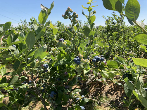 Close-up of vibrant blueberry bushes thriving in a Patagonian orchard under soft natural light.