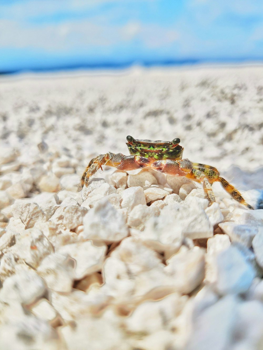brown and green crab on white and brown rocks