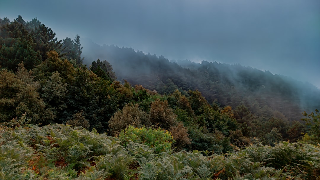 green trees on mountain under white clouds during daytime