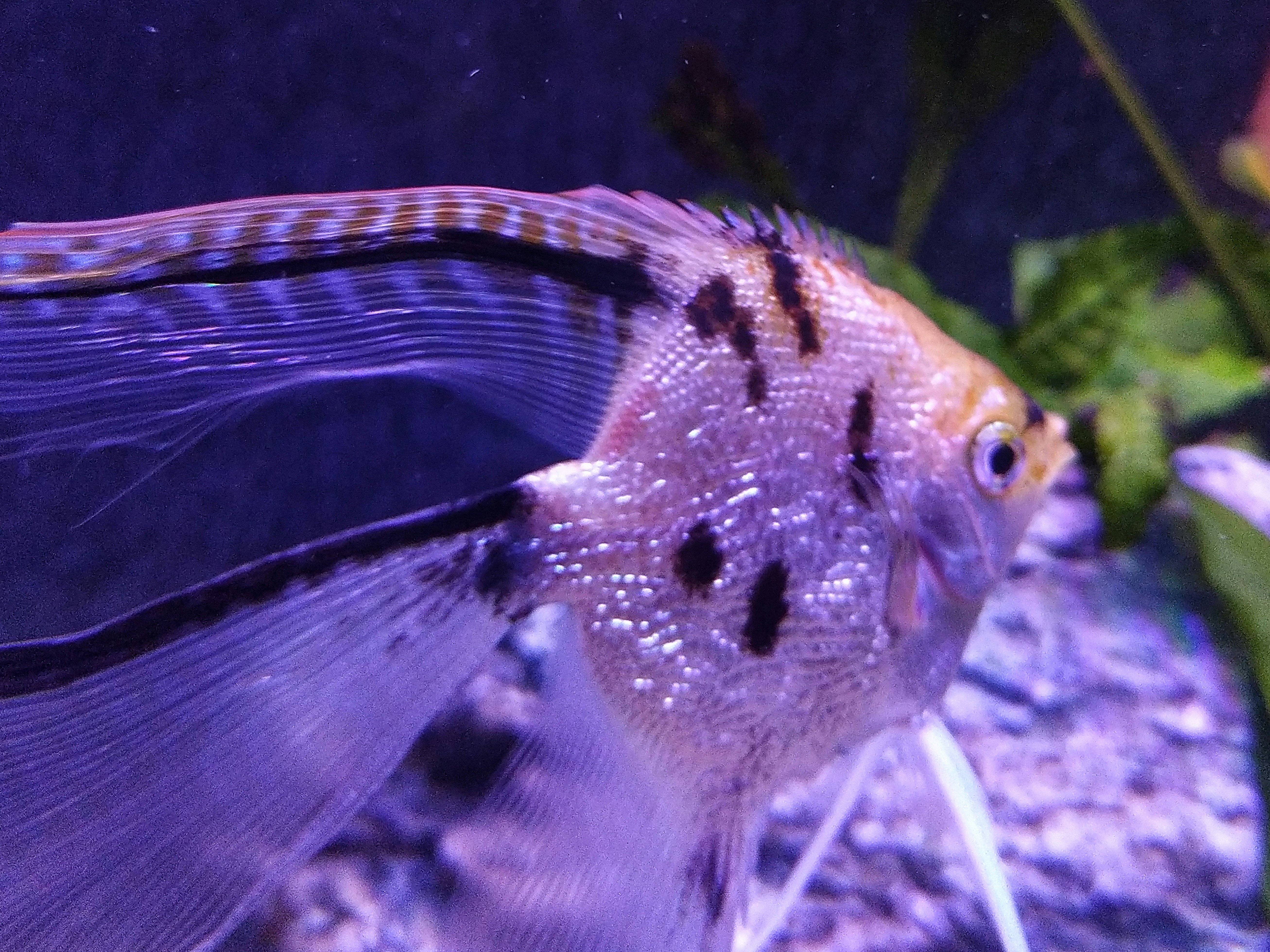 Poisson Guppy Coloré