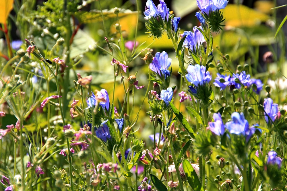 purple flowers in tilt shift lens