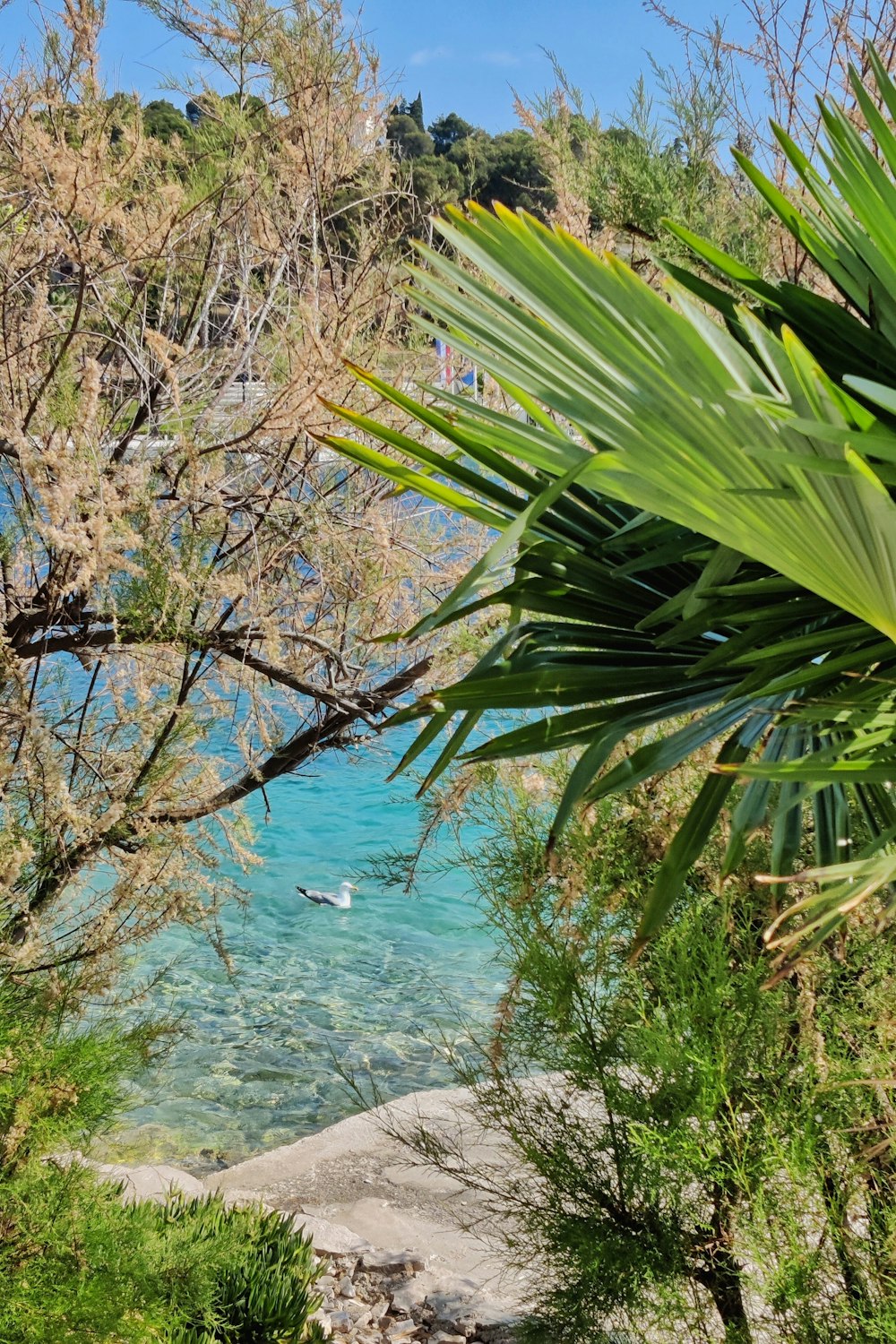 green palm tree near body of water during daytime