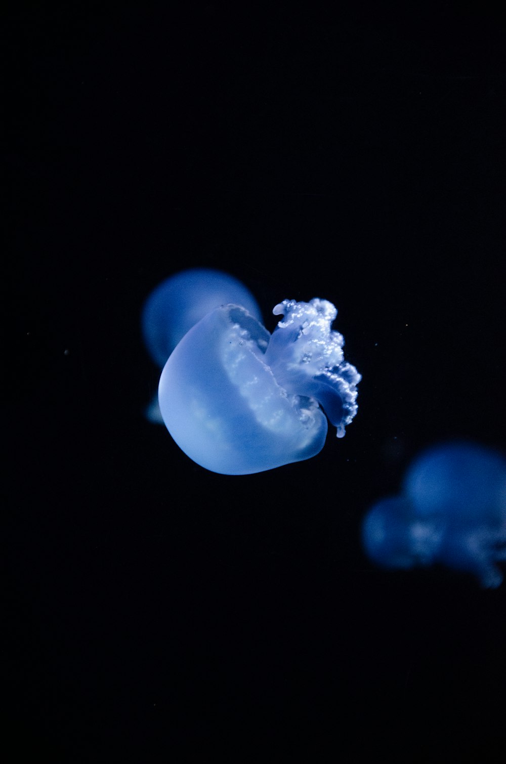 blue jellyfish in black background