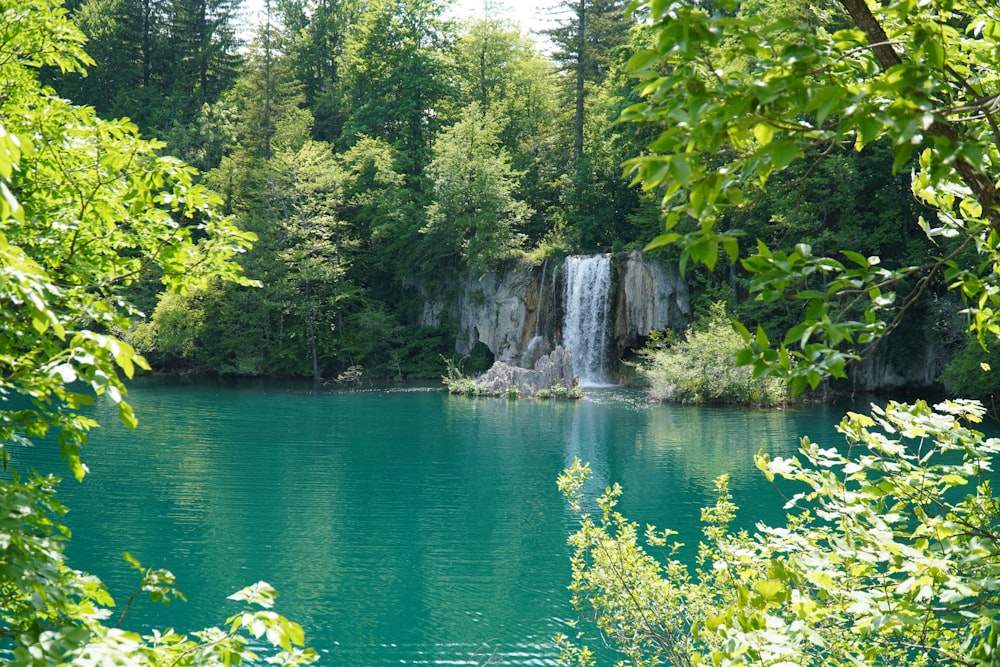 green trees beside river during daytime