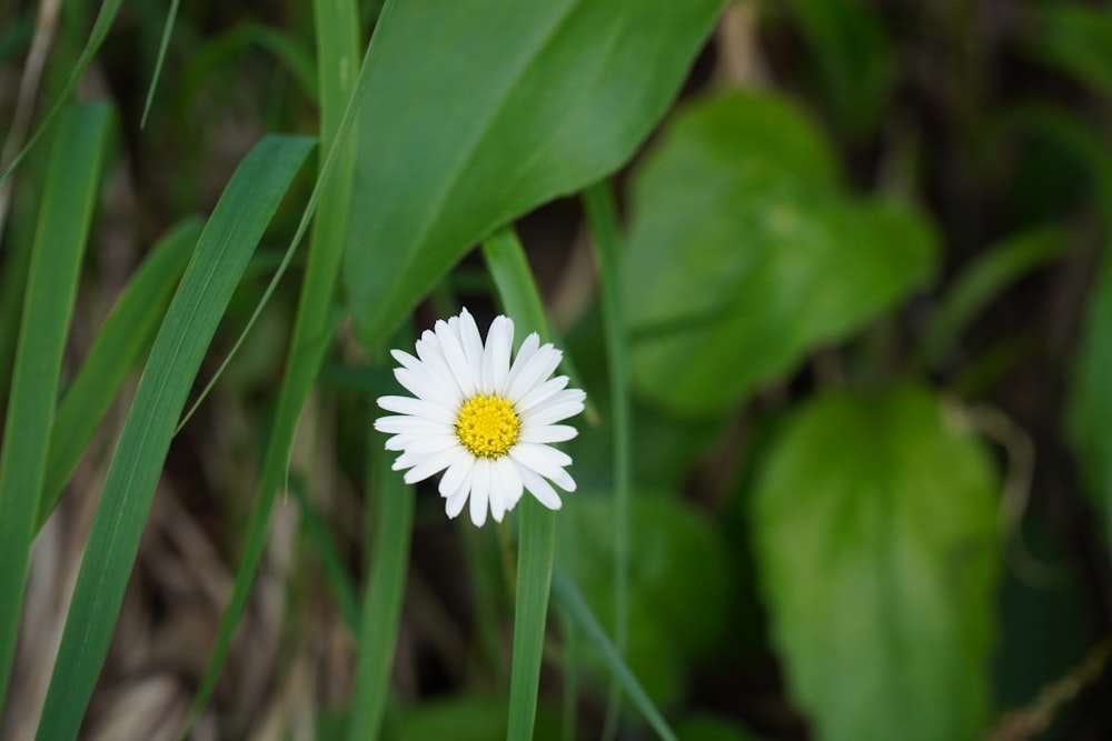 Weißes Gänseblümchen blüht tagsüber