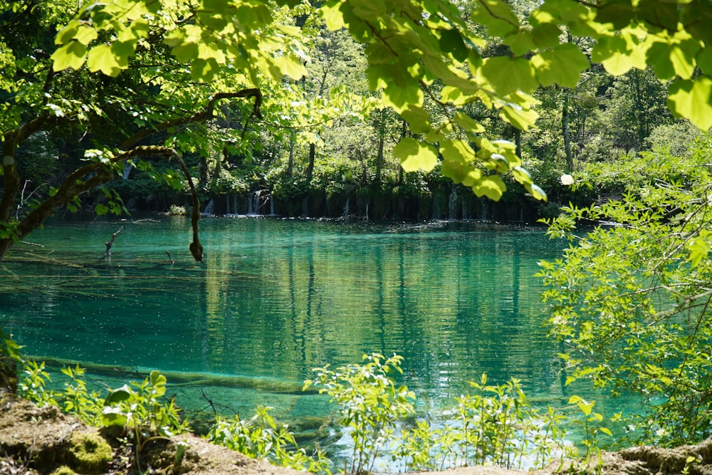 green trees beside body of water during daytime