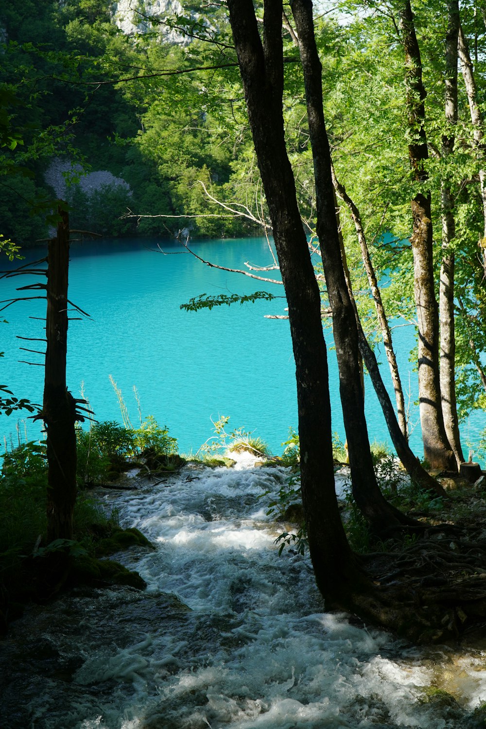 green trees beside body of water during daytime