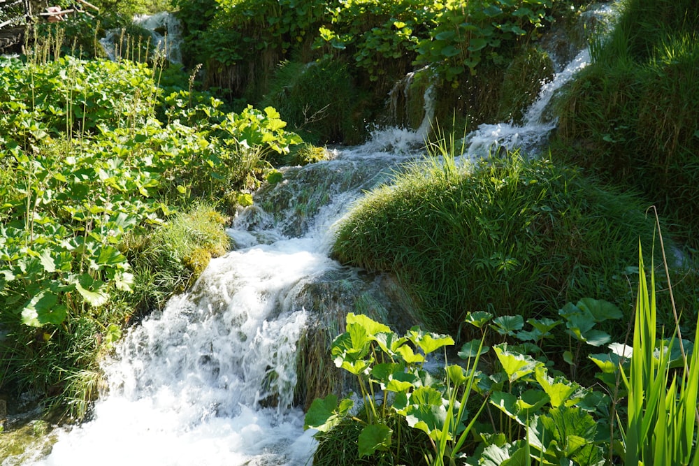 grama verde e árvores ao lado do rio