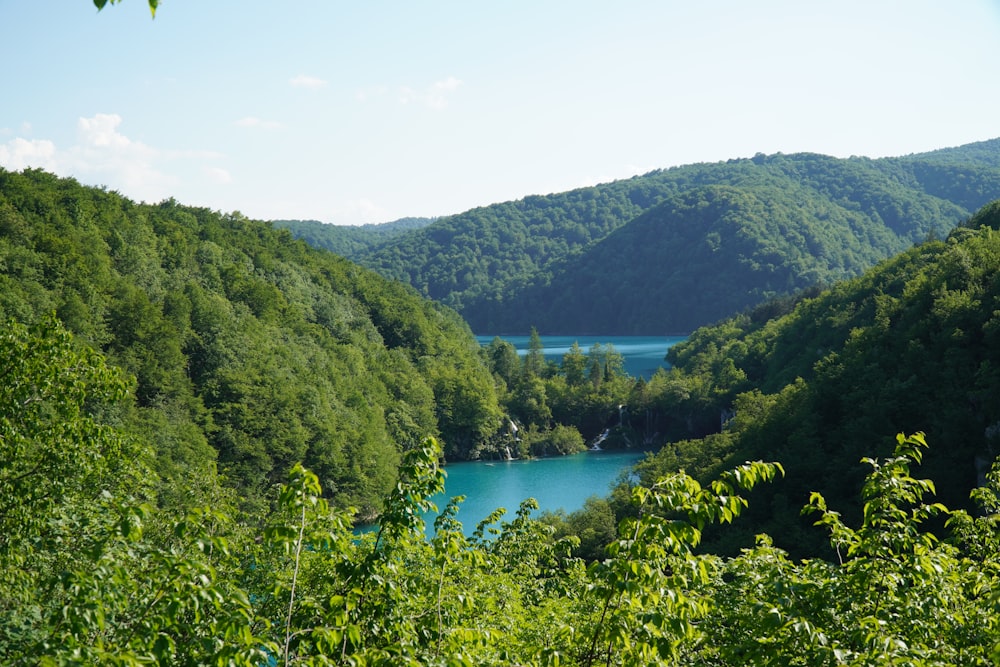 green trees near river during daytime