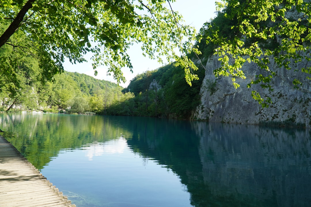 green trees beside river during daytime