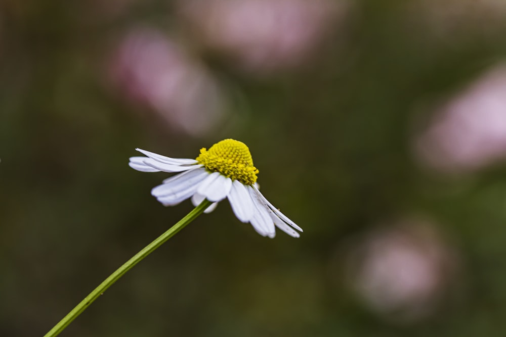 white and yellow flower in tilt shift lens