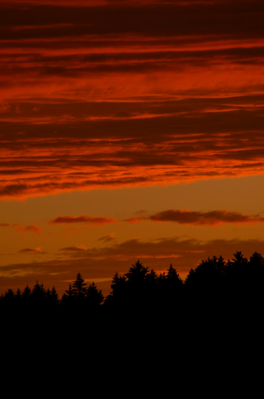 silhouette d’arbres sous un ciel nuageux au coucher du soleil