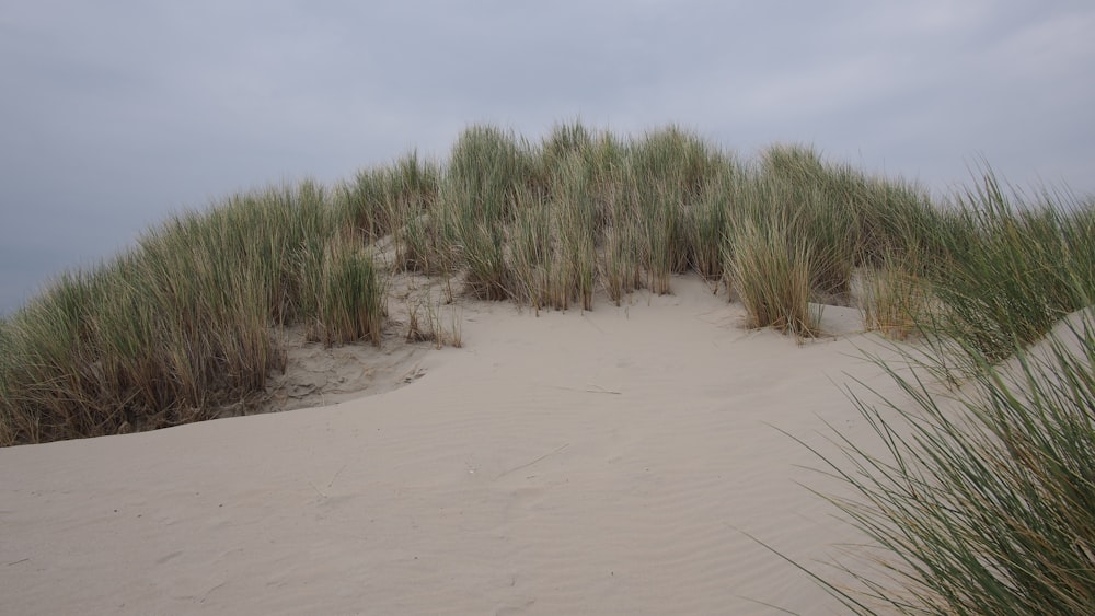 green grass on white sand during daytime