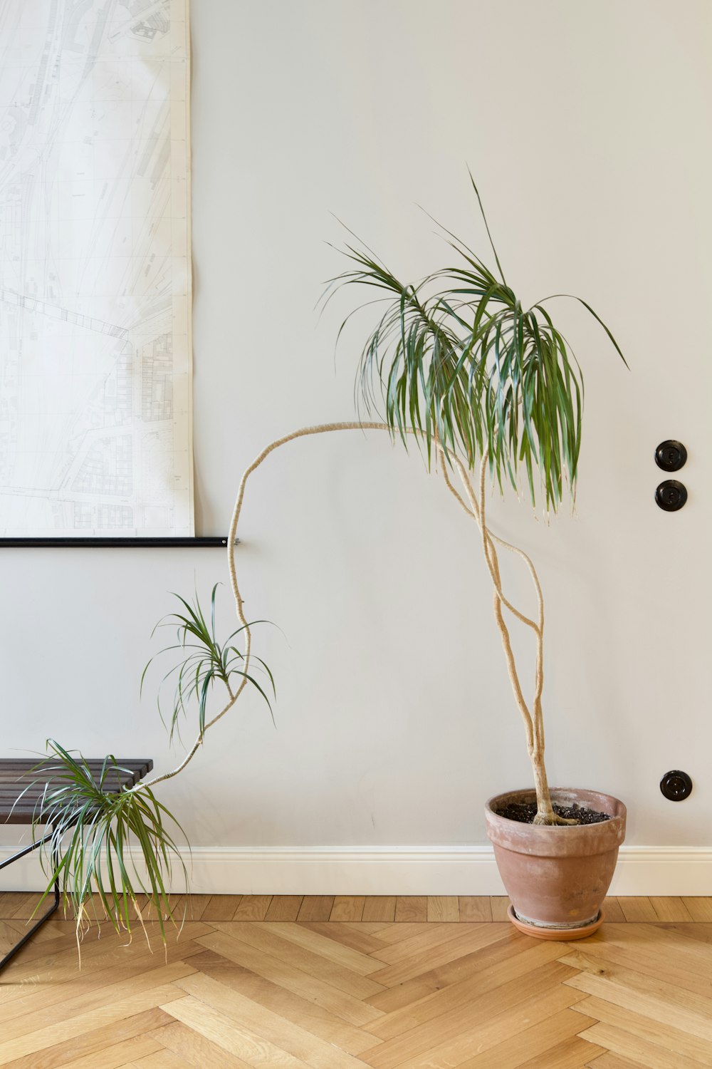 green plant on brown clay pot