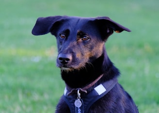 A black dog with perky ears is wearing a black harness, standing against a blurred green grassy background. The dog has a focused expression, and its fur is a mix of black and brown tones.