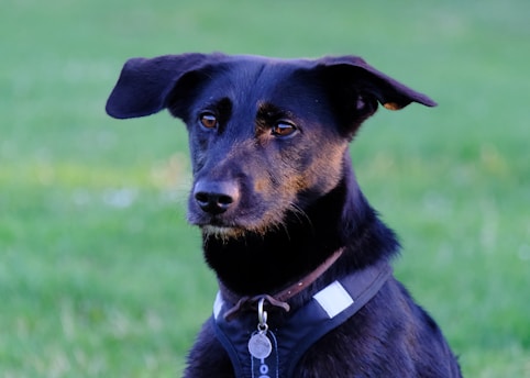 A black dog with perky ears is wearing a black harness, standing against a blurred green grassy background. The dog has a focused expression, and its fur is a mix of black and brown tones.
