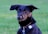 A black dog with perky ears is wearing a black harness, standing against a blurred green grassy background. The dog has a focused expression, and its fur is a mix of black and brown tones.