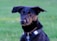 A black dog with perky ears is wearing a black harness, standing against a blurred green grassy background. The dog has a focused expression, and its fur is a mix of black and brown tones.