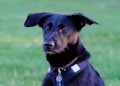 A black dog with perky ears is wearing a black harness, standing against a blurred green grassy background. The dog has a focused expression, and its fur is a mix of black and brown tones.