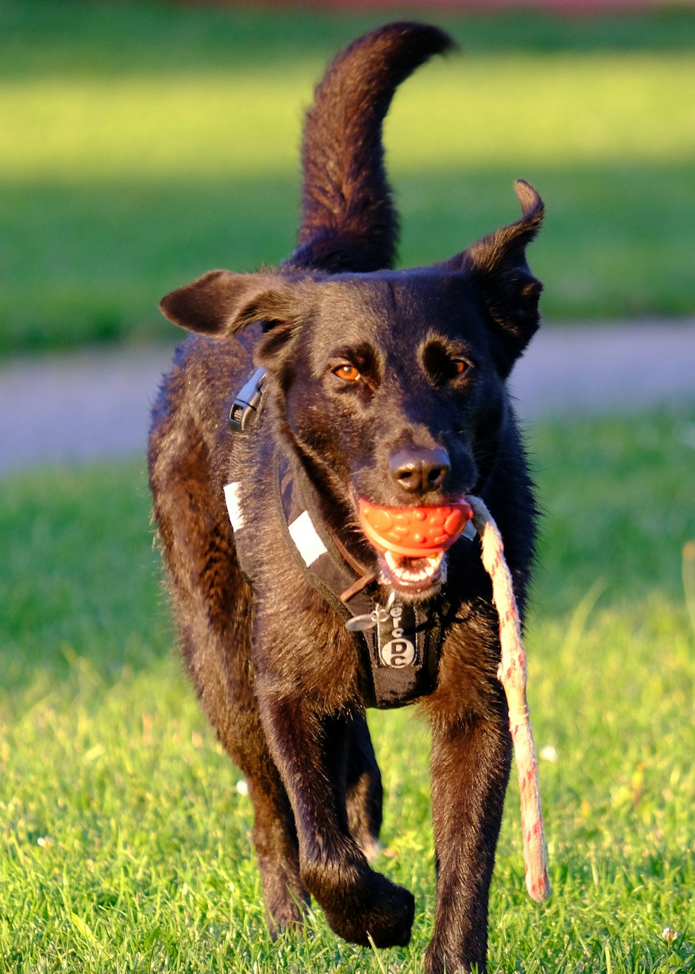 black short coat large dog with blue collar on green grass field during daytime