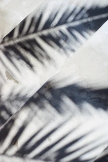 Evenly finished concrete slab with soft shadows from nearby palm trees, highlighting craftsmanship.