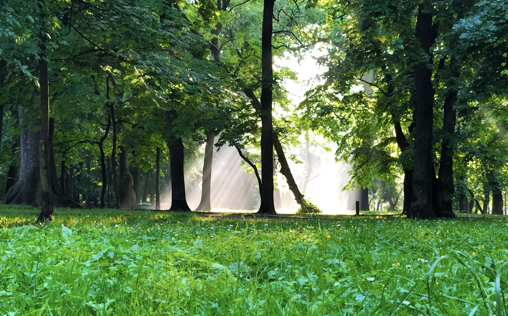 hierba verde y árboles durante el día