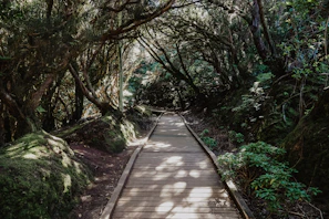 brown wooden pathway between green trees