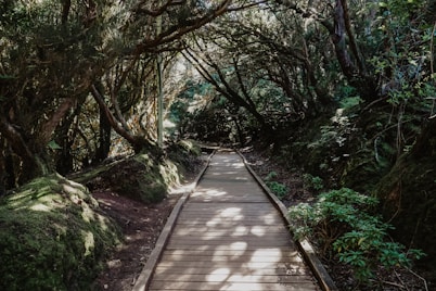 brown wooden pathway between green trees