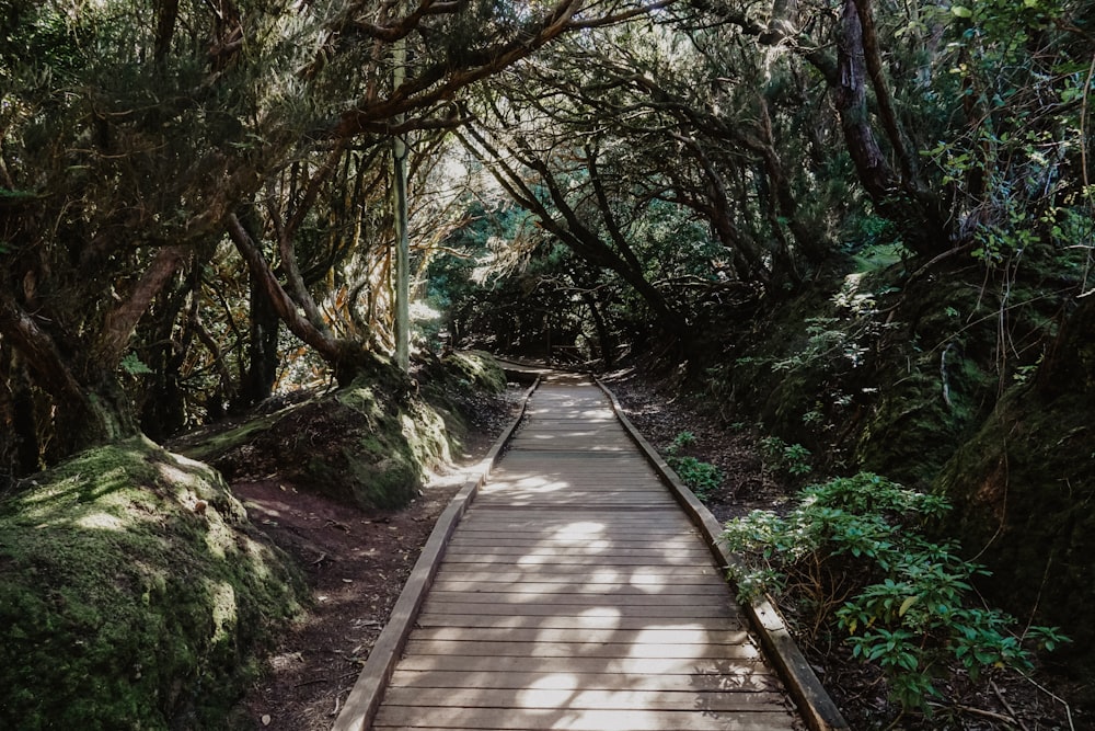 sentiero in legno marrone tra alberi verdi