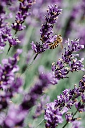 purple flower with yellow and black bee